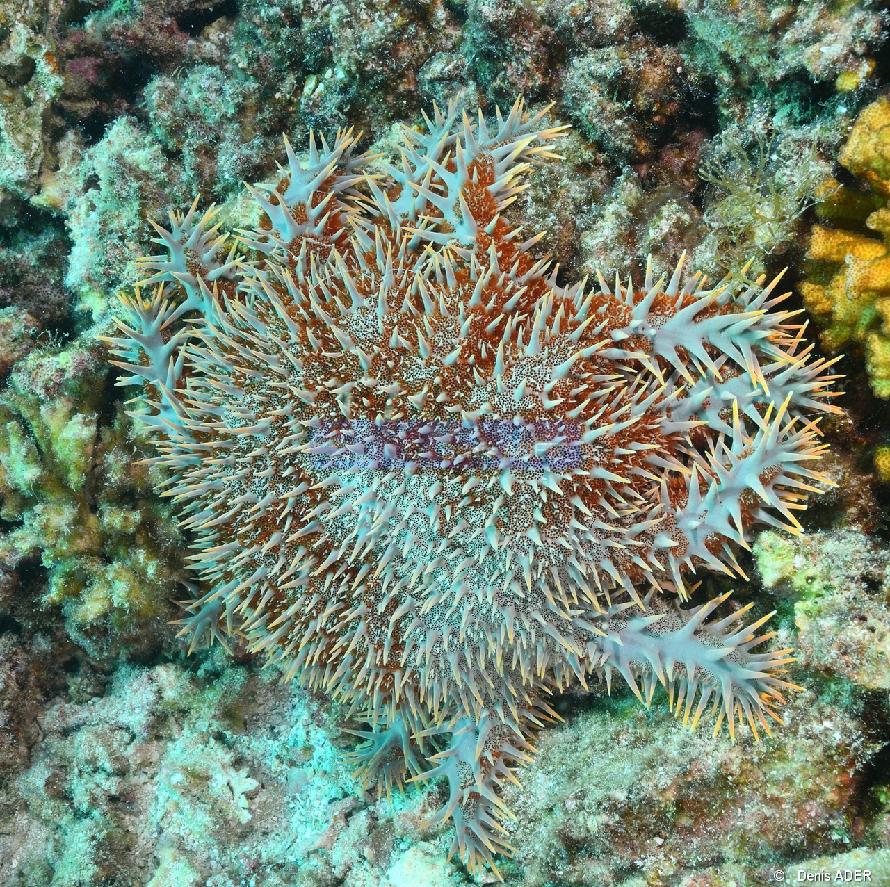 Acanthaster planci-La Paz Swanee-8m-20181028-Denis-ADER-DSC_0964_tn.jpg